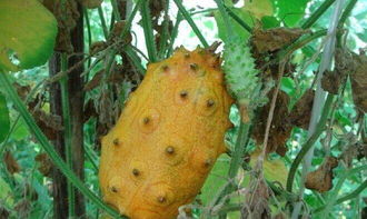 外形其丑无比的非洲刺角瓜,是来自沙漠的一种会自爆的瓜果