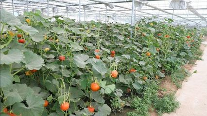 新疆库车市:蔬菜种植带动增收