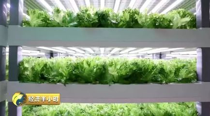 一家神奇“植物工厂”:种出的蔬菜比普通菜价贵近10倍!