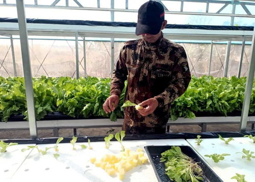 雷州 无土种植蔬菜引领农业新潮流